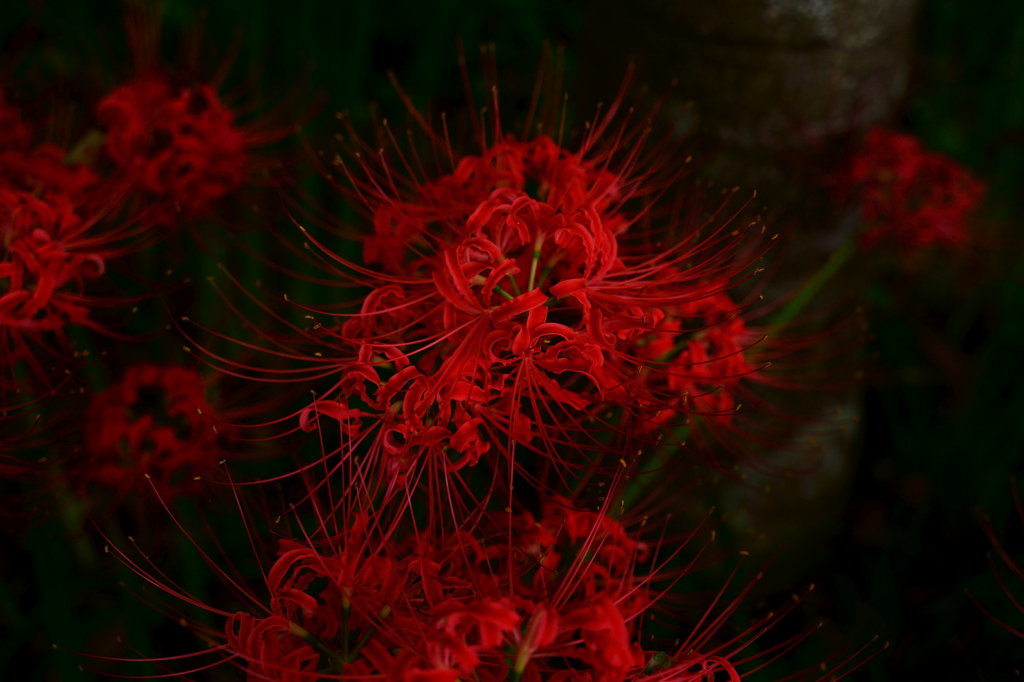 Red spider lily2