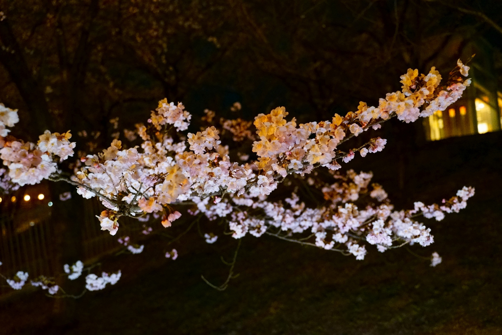 光に浮かぶ夜桜