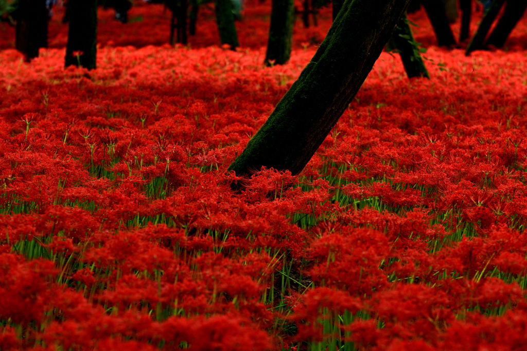 紅の絨毯