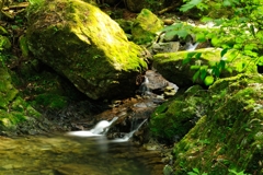 Forest Whisper1