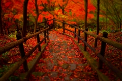 秋への階段