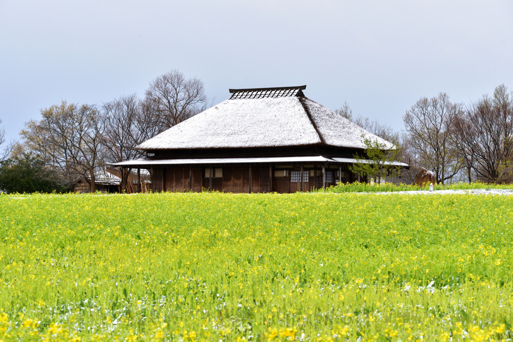 雪と菜の花