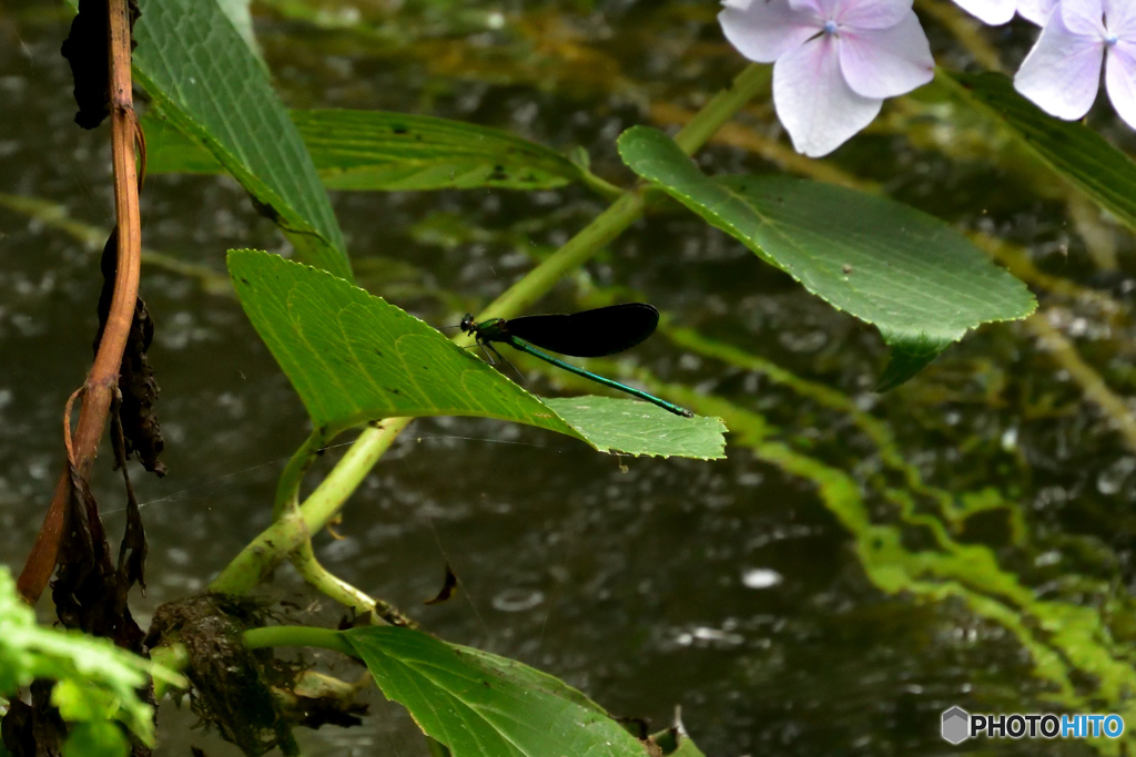 水辺の紫陽花に停まるもの３