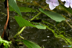 水辺の紫陽花に停まるもの３