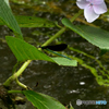 水辺の紫陽花に停まるもの３