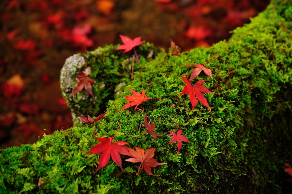 苔とたわむる紅葉かな