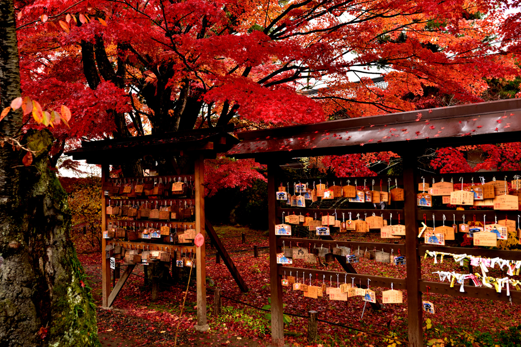 人の願いと濡れ紅葉