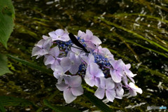 水辺の紫陽花に停まるもの１