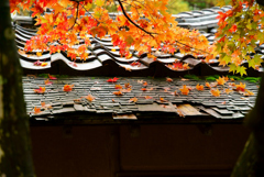 こけら葺き屋根にべに葉の彩り