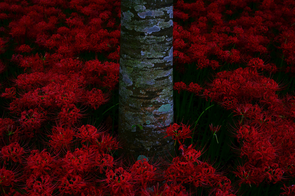 妖艶の紅