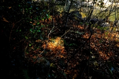 Spotlight