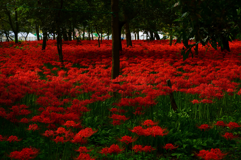 紅の群生