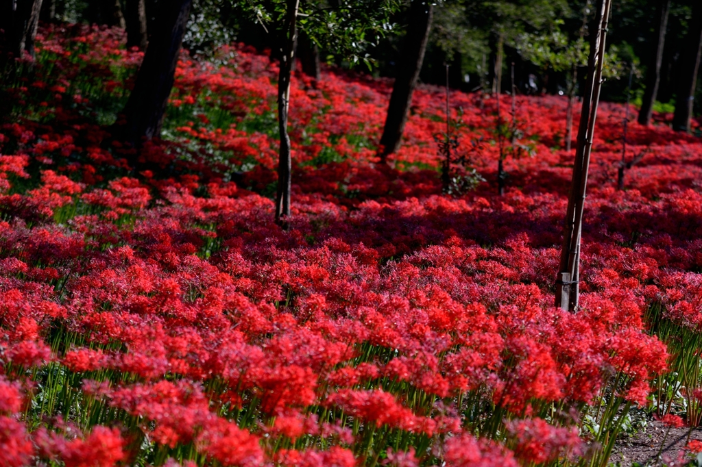 深紅の絨毯３