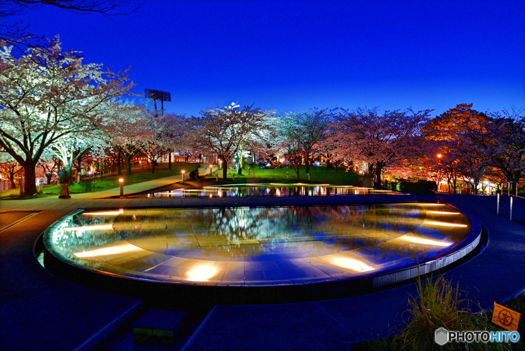 まだ少し冷え込む夜の桜かな。