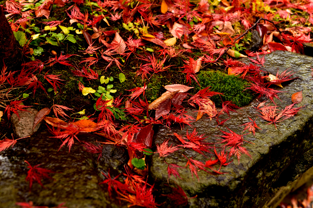 落ちてなお、雨に輝く紅葉かな