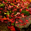 落ちてなお、雨に輝く紅葉かな