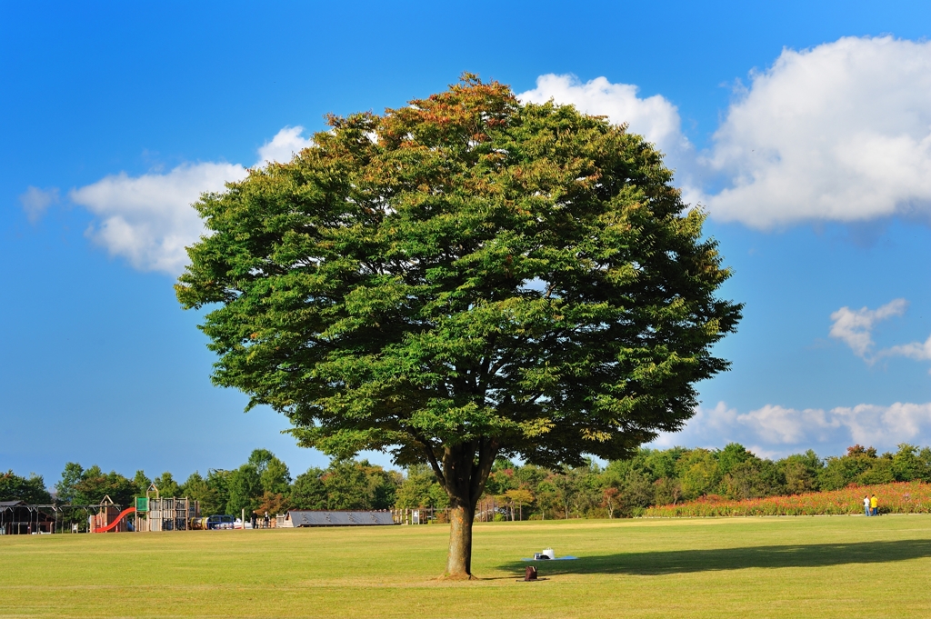この木何の木？気になる木