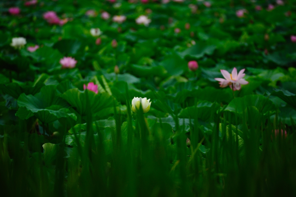 堀一面の蓮の花１