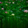 堀一面の蓮の花１