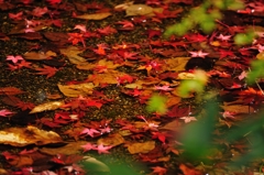 池に舞い散る紅葉