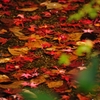 池に舞い散る紅葉