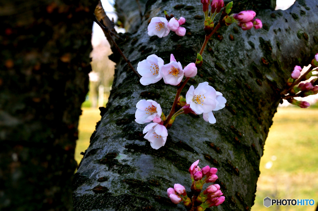 SAKURA