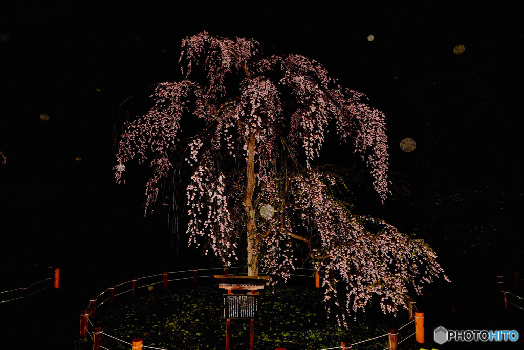 垂れ桜の春の宵