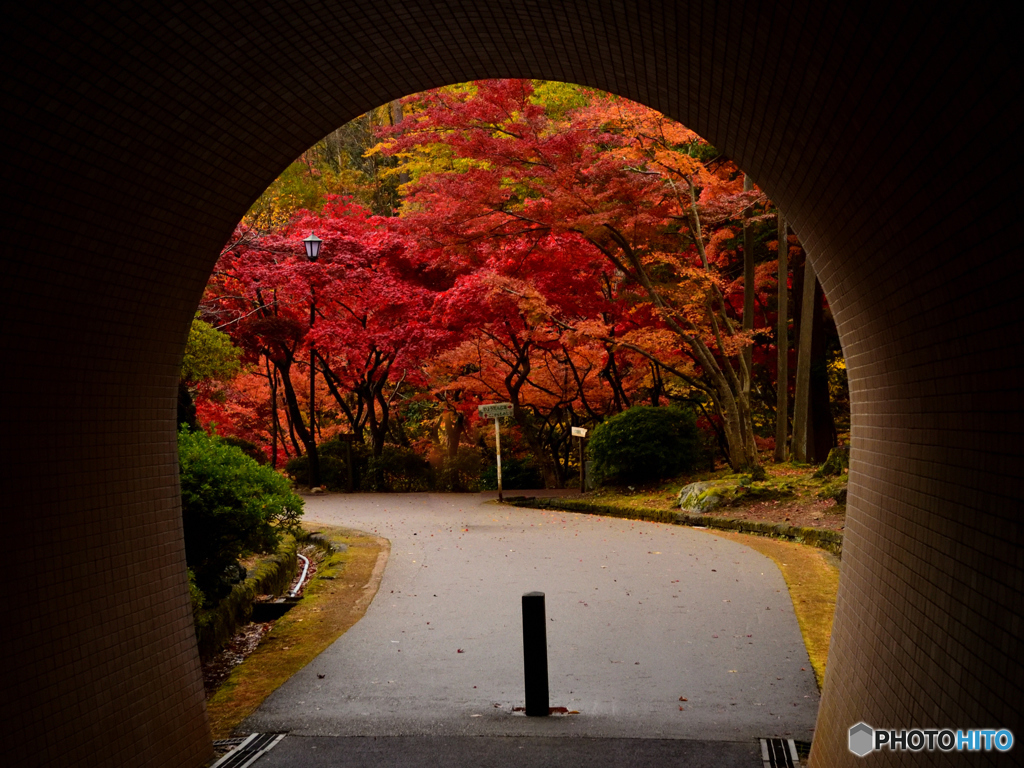 トンネルを抜けるとそこは秋の国