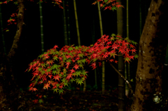 竹林と紅葉３