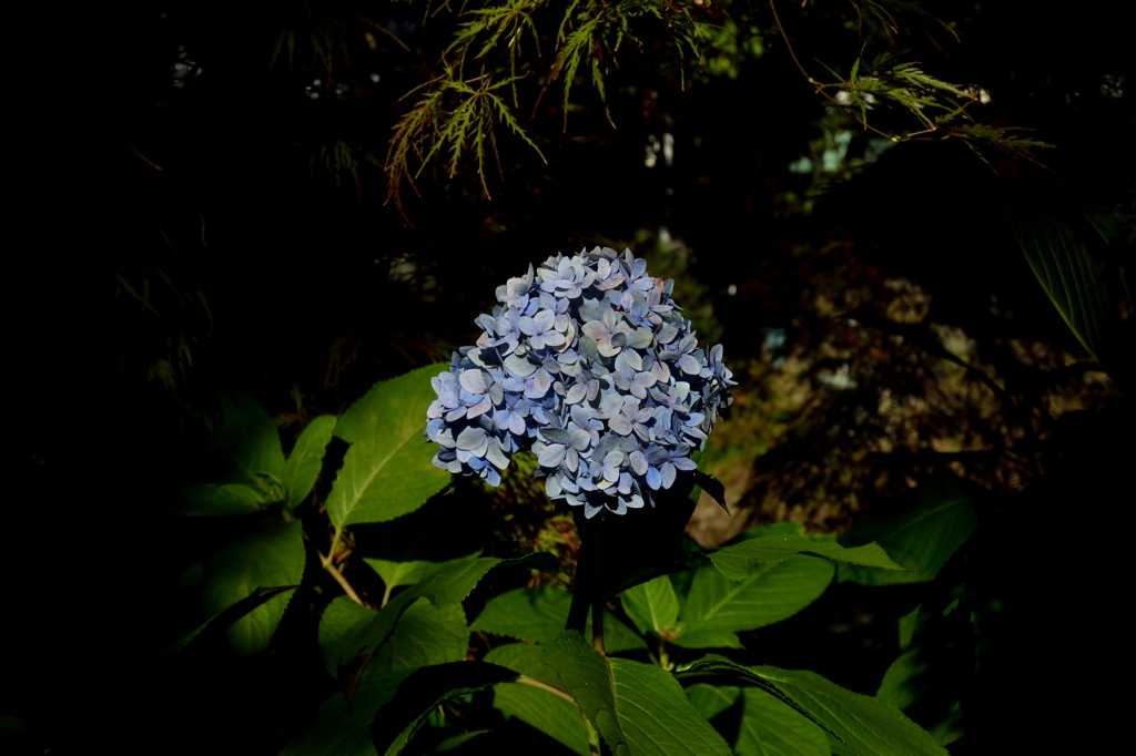 季節外れの紫陽花
