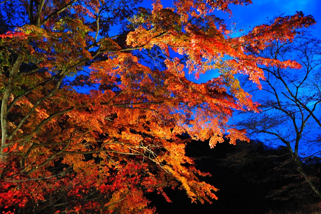 かっぱ橋の紅葉