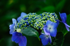 紫陽花の子供