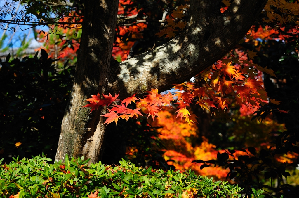 枝の下からｺﾝﾆﾁﾊ