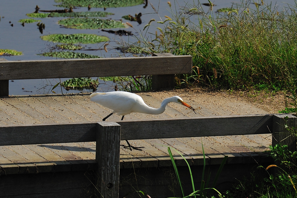 鷺さん食事中２