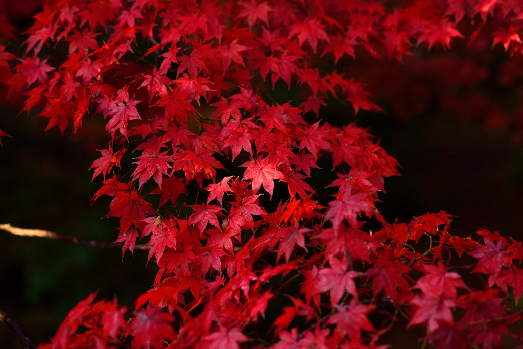 紅の舞