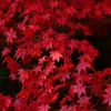 紅の舞
