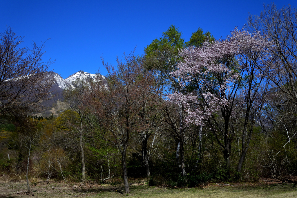 桜と残雪