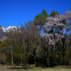 桜と残雪