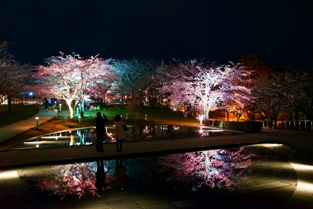 夜桜を愛でる人