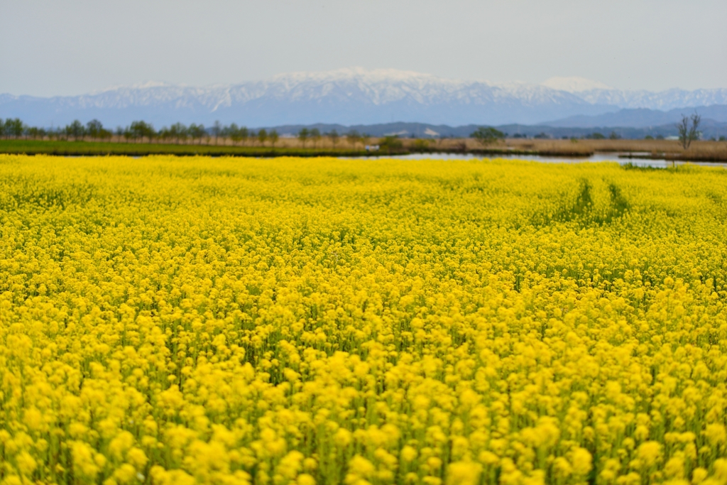 菜の花畑でつかまえて