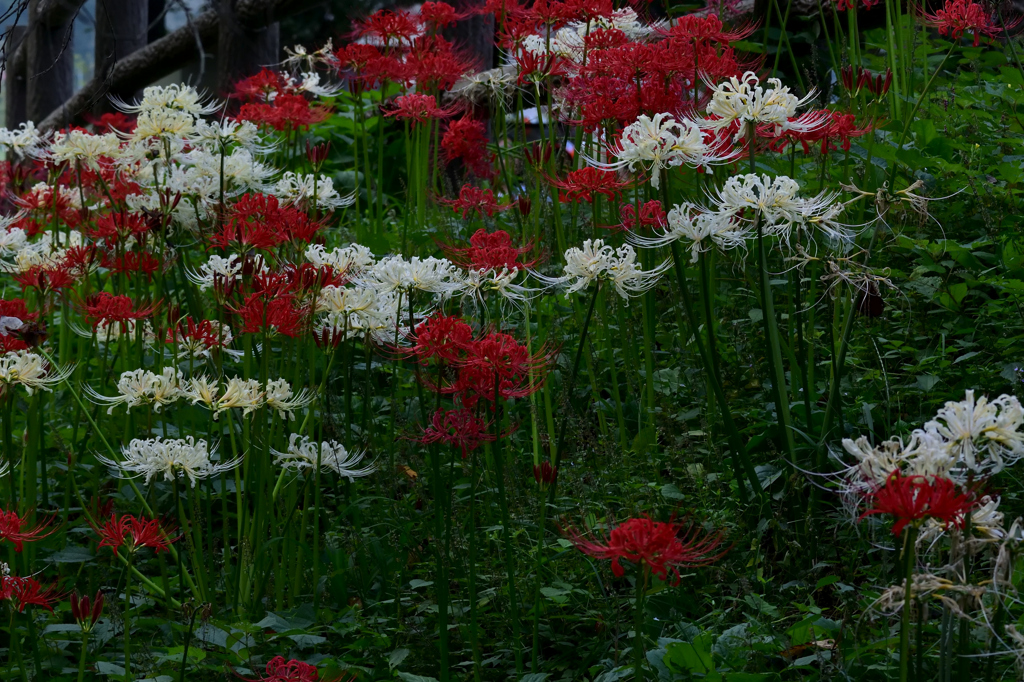 white spiderlily1