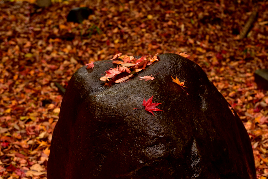 濡れ紅葉が石の上