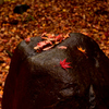 濡れ紅葉が石の上