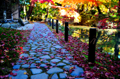 秋の道の彩り