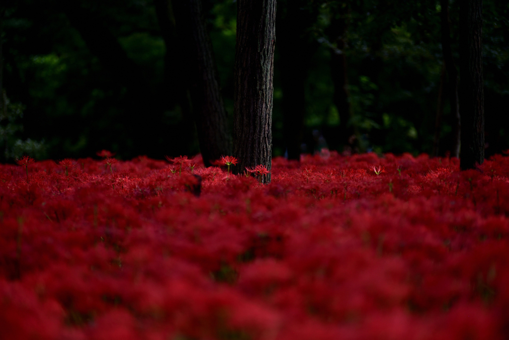 秘密の花園