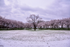 4月の雪１