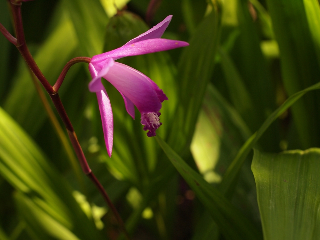 新緑の季節の花４