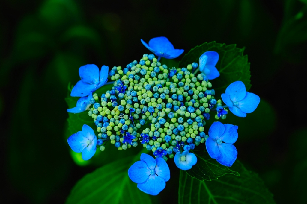 蝦夷紫陽花