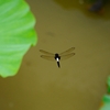 蓮池のトンボ１