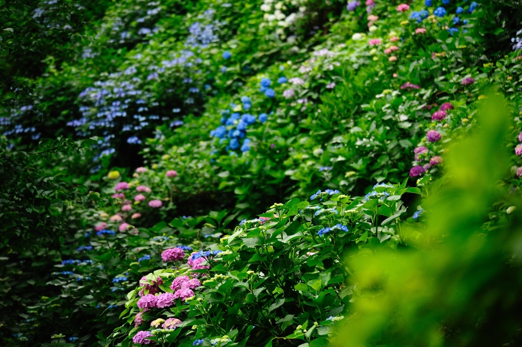 斜面いっぱいの紫陽花１